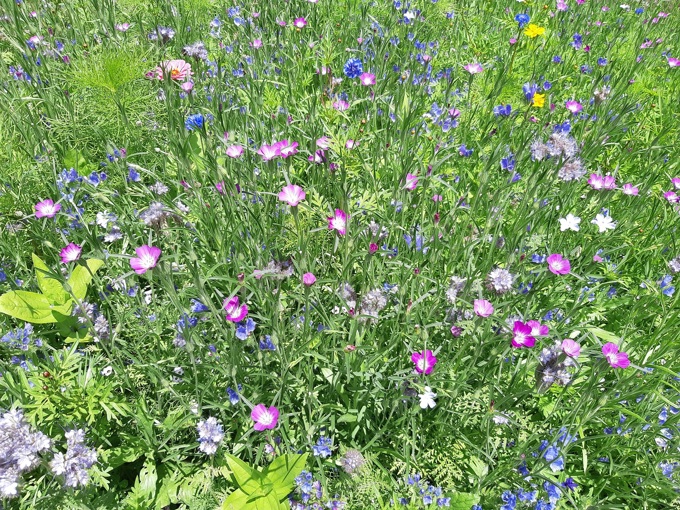 Auckland Domain comes alive with wildflowers (1)