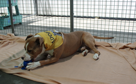 Ruakākā tile image