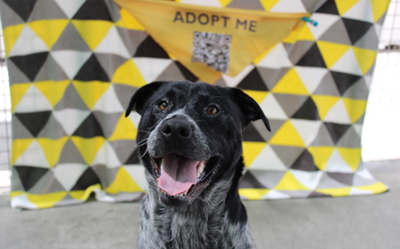 Platypus (ON HOLD) tile image