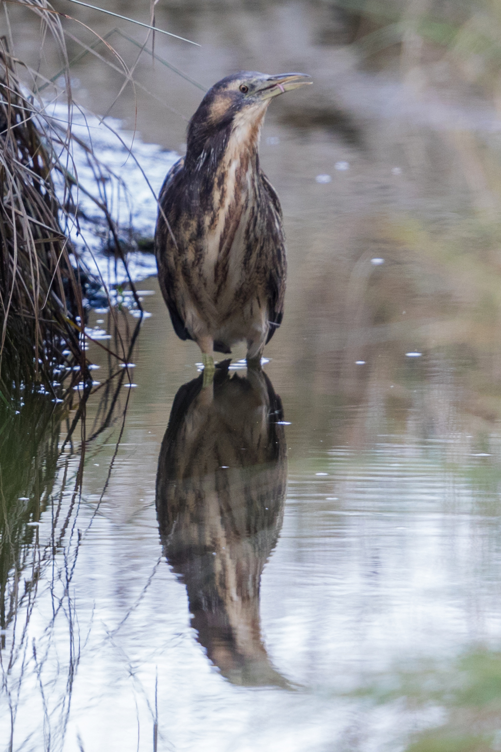 Australasian Bittern 02042017-1_pohpuuik.jpg