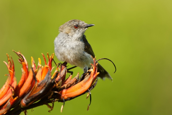 Backyard birdsong did you know? riroriro