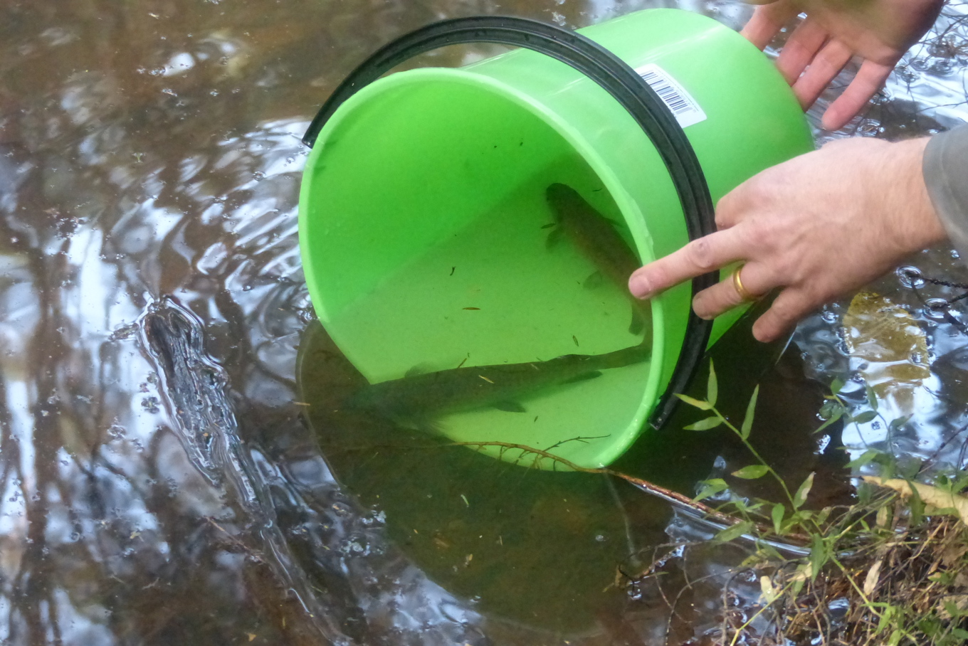 Whitebait stocks get boost with native fish release - OurAuckland