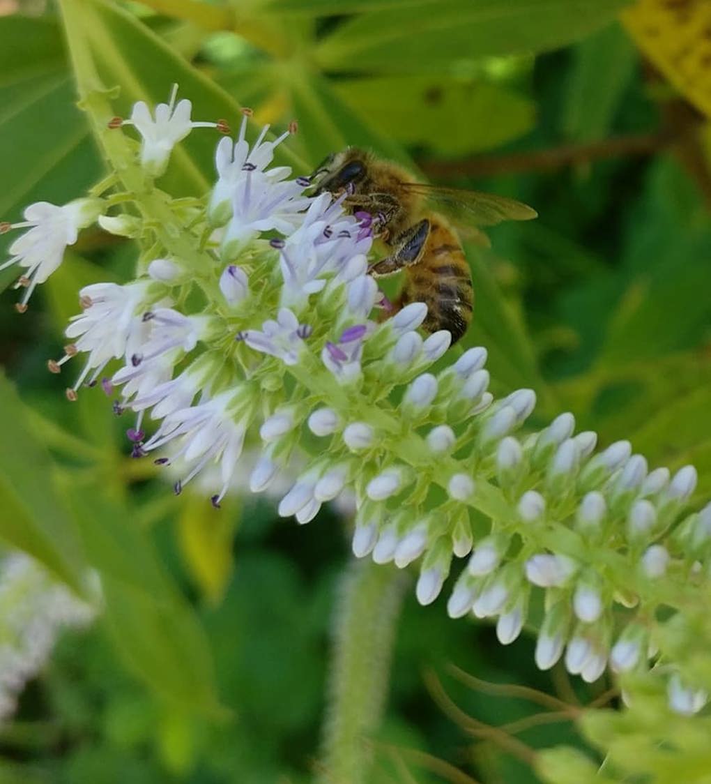 Pollinator.jpg
