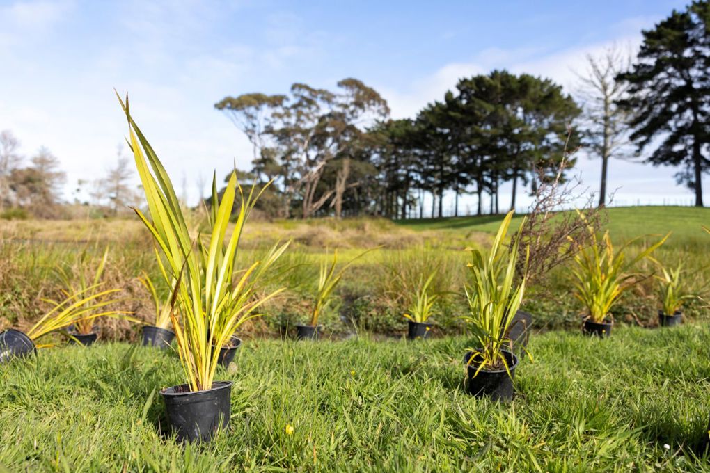 Seedlings Picture