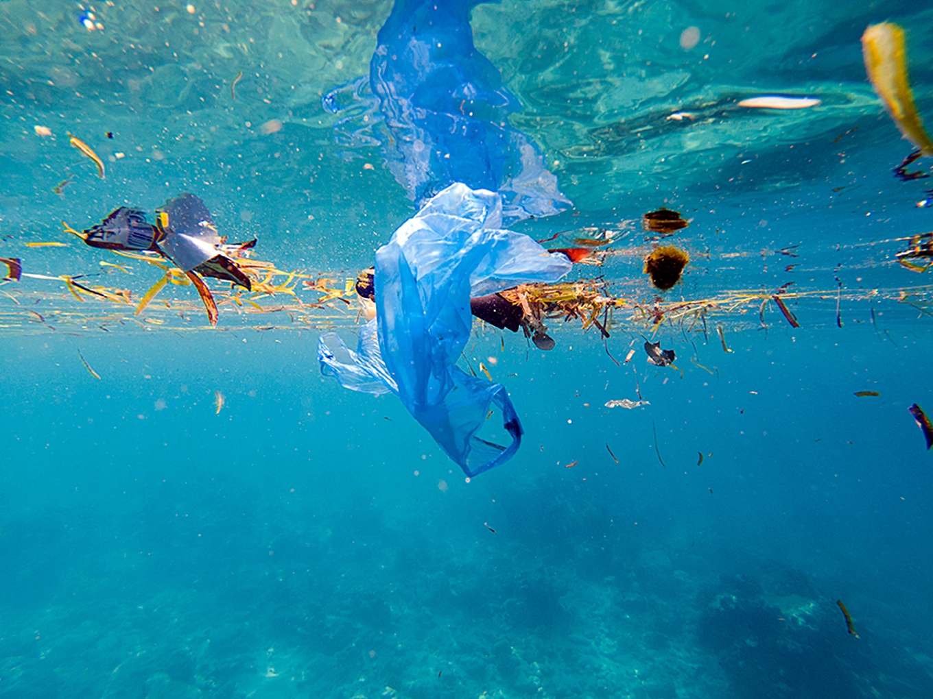 Auckland Council supports Ministry for the Environment phasing out
