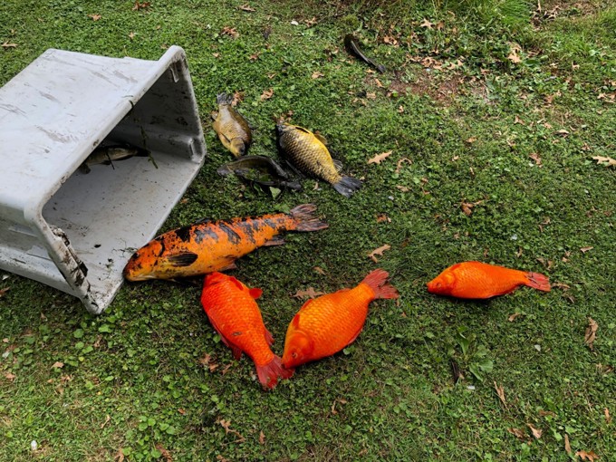 A group of koi fish laid out on the grass