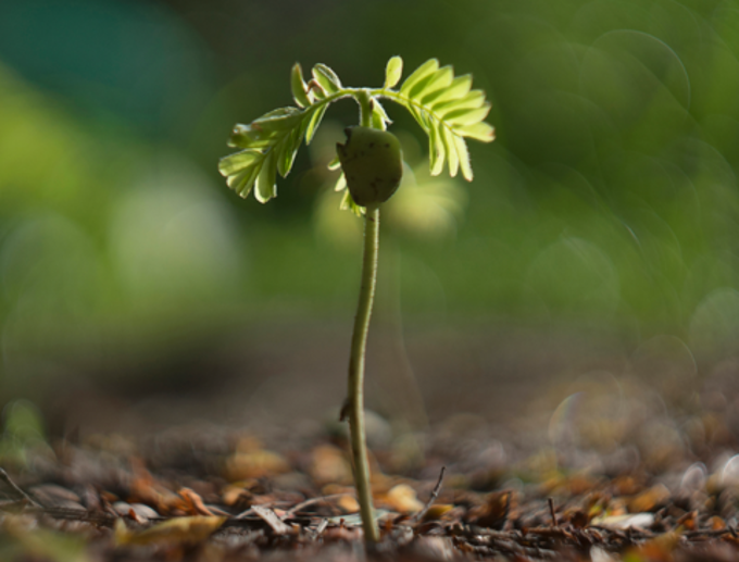 Plant More Natives - OA_xu3joyqc.png