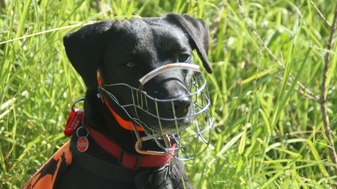 Ronnie the dog image 3