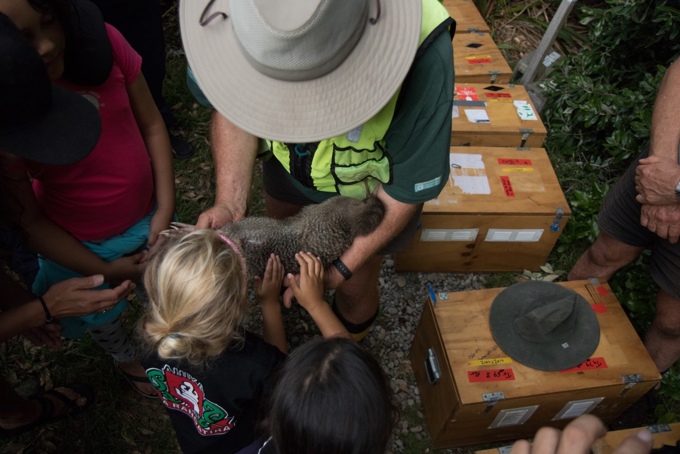 Operation little spotted kiwi part II a success (1)