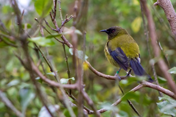 Backyard birdsong did you know? bellbird