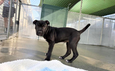 Rheagal (ON HOLD) tile image