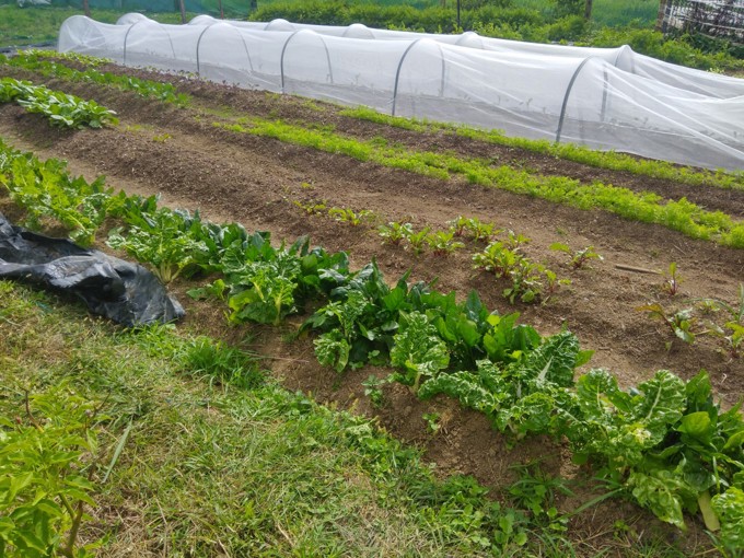 Kawa Mara Kai Apr 22 OA