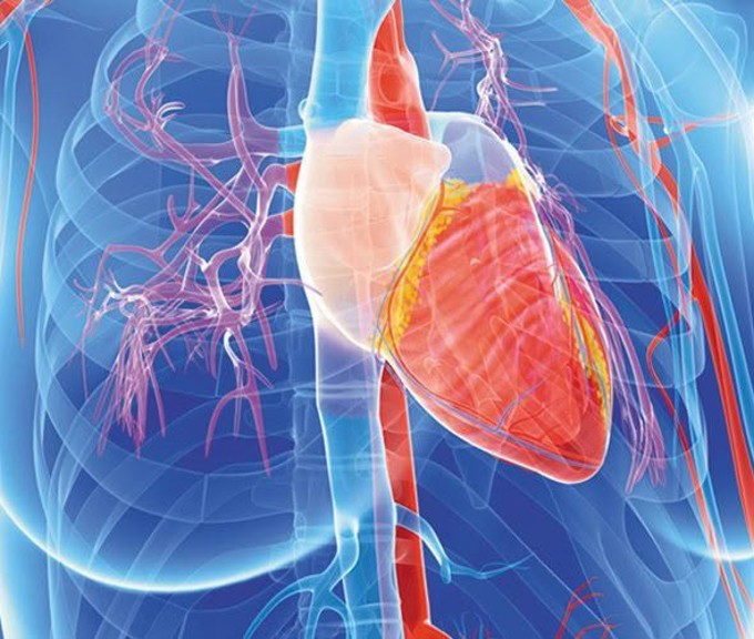 female-heart cropped_r4ohu2q1.jpg