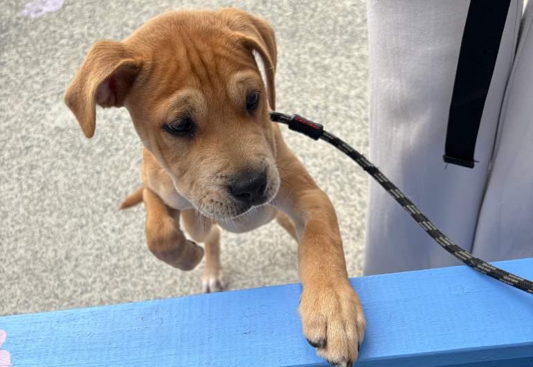 Dog Tile Image Holly 2 770X530