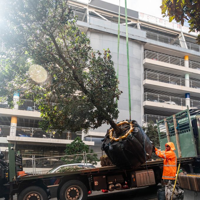 New trees are craned into Victoria Street