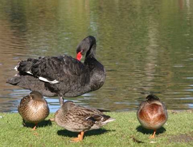 Help us fight avian botulism