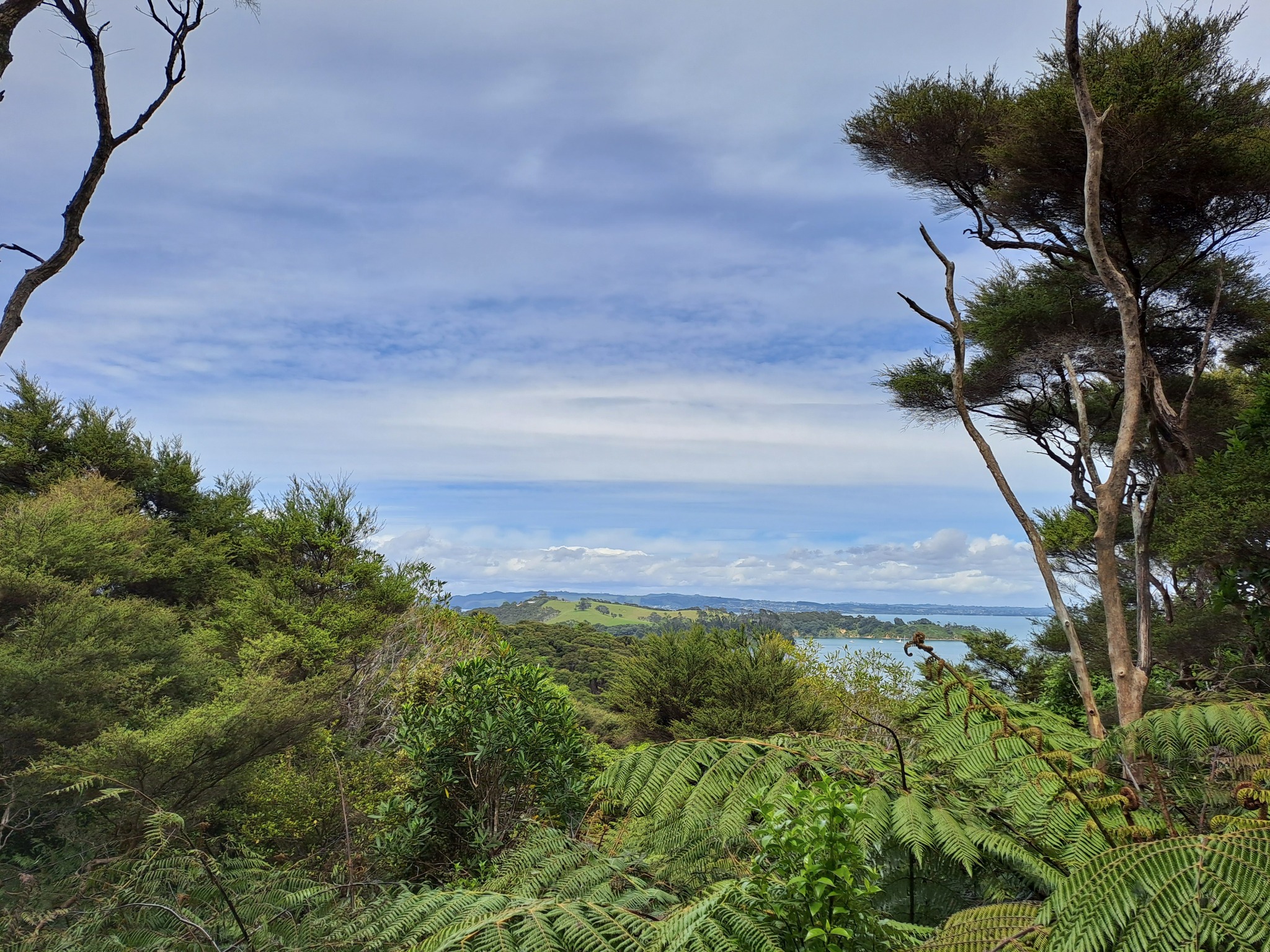 Whakanewha Forest Path