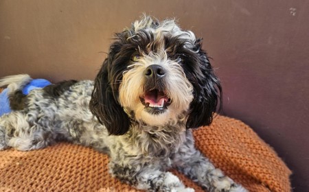 Pinto (APPLICATIONS CLOSED) tile image