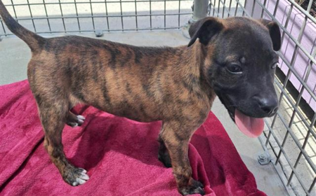 Urzila Carlson tile image