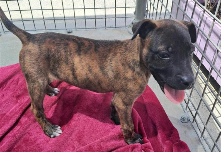 Dog Tile Image Urzila 1 770X530