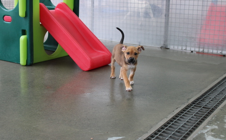 Spiderman (ADOPTED) tile image