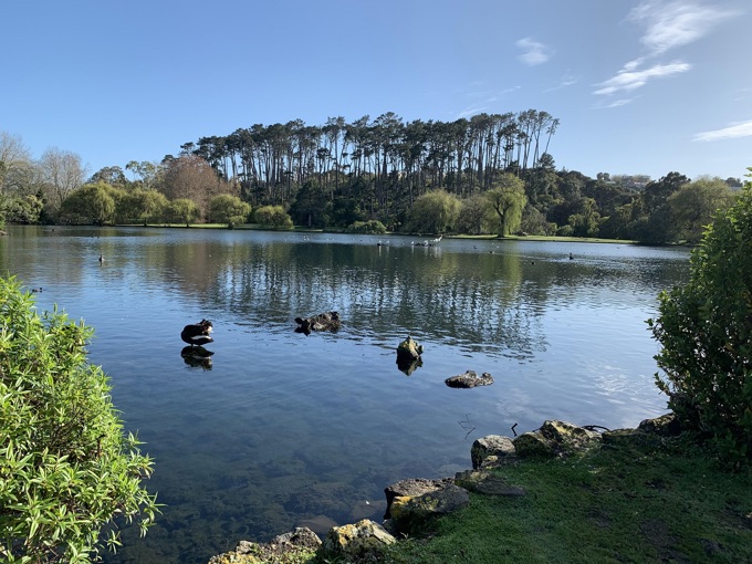 Plans for native bush at Western Springs to proceed following decision on pine stand