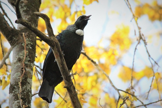 tui-4580550_1280 (2)_rxeepeqb.jpg