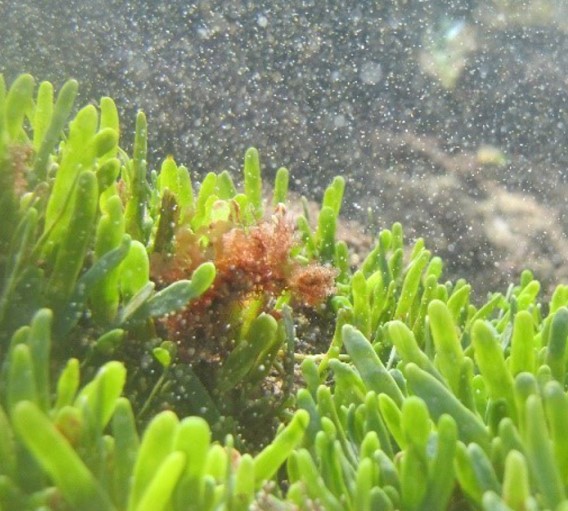 Caulerpa Underwater 2021 Credit Niwa