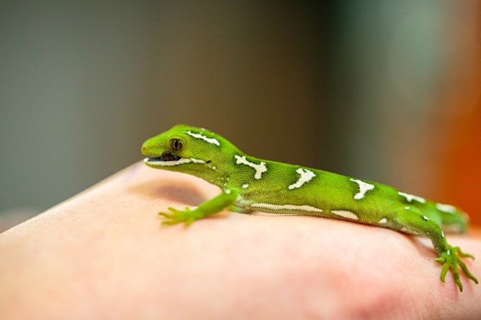 Get to know your local wildlife for World Wildlife Day - Green Gecko 2
