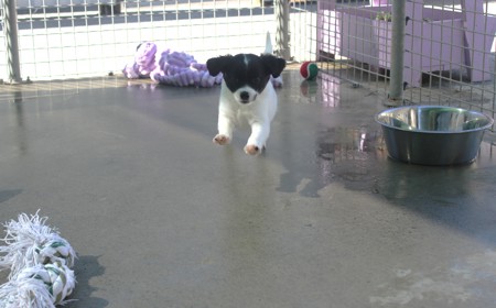 Squirtle (ON HOLD) tile image