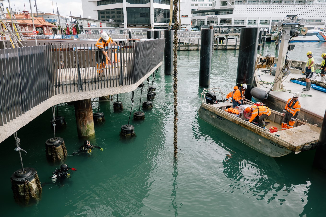 Workers install mussel lines at Te Wānanga, each mature mussel will filter 150-200 litres of seawater.