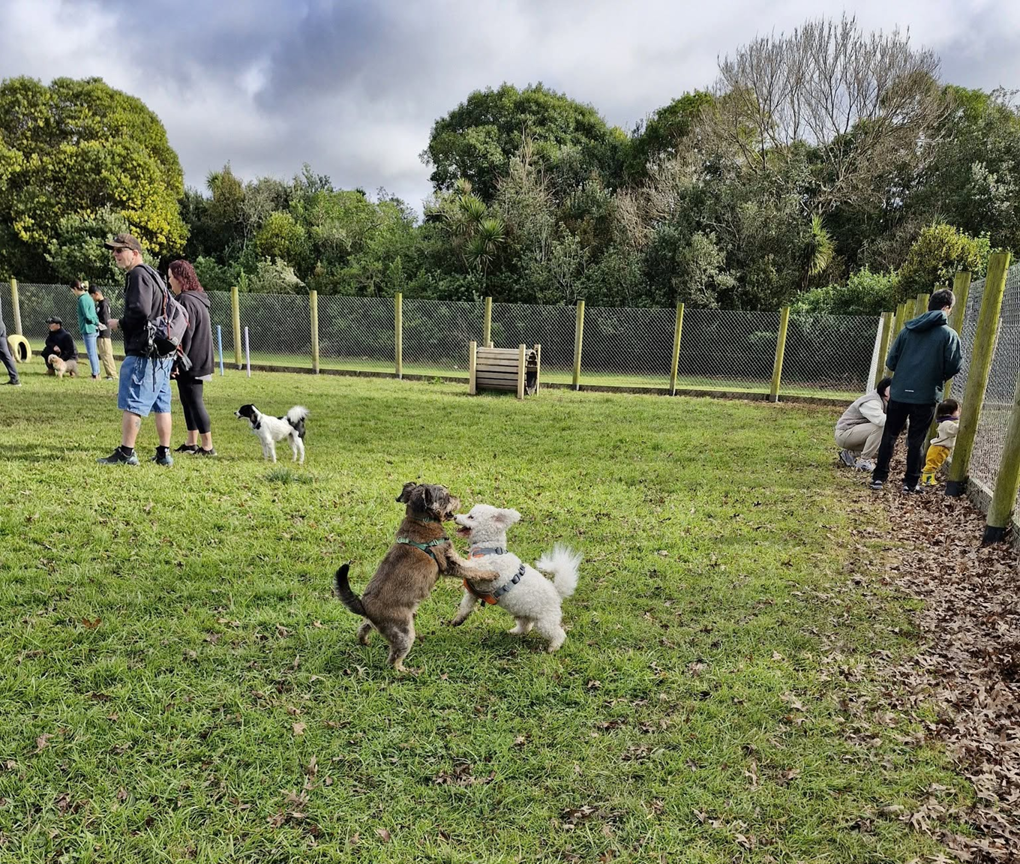 Local Dog Park