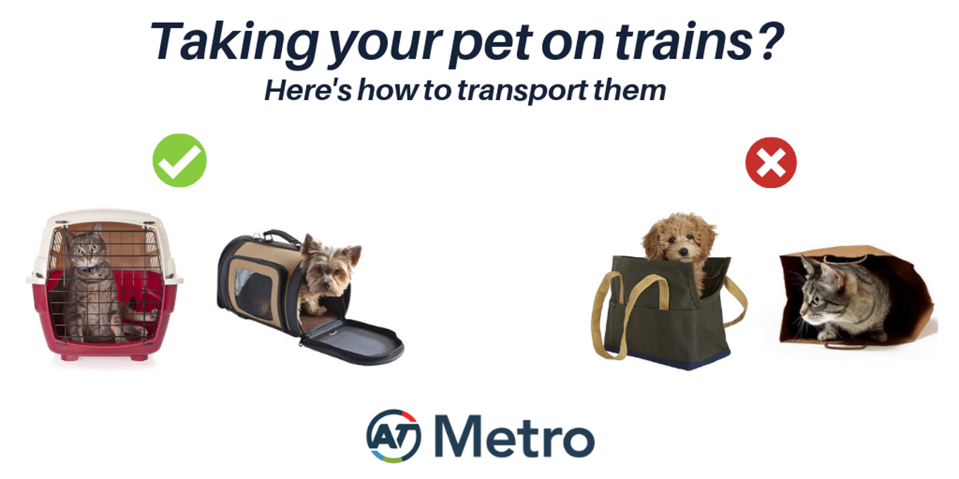 Auckland Transport to allow pets on trains from Sunday OurAuckland