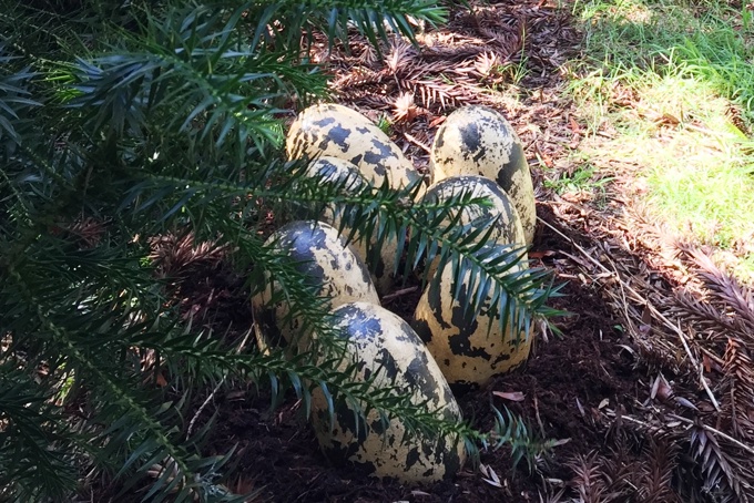 Dinosaur eggs discovered at Botanic Gardens