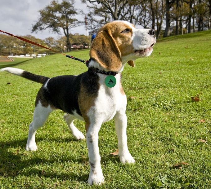 More Auckland dog owners doing the right thing