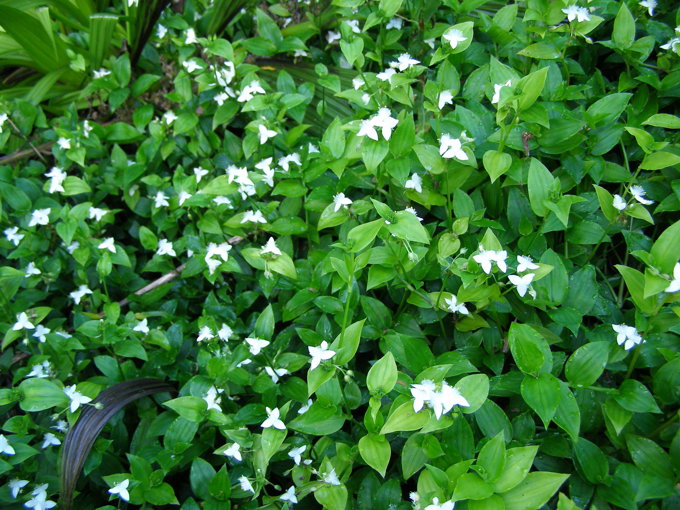 Biocontrol Beetles On A Mission 3