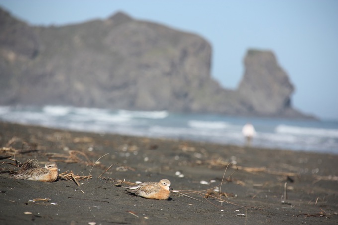 Finalists shortlisted in this year’s Mayoral Conservation Awards