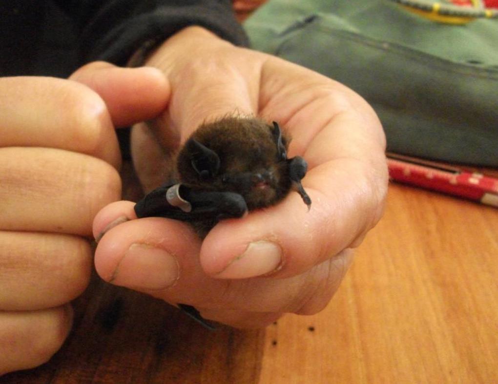 Long-tailed bats