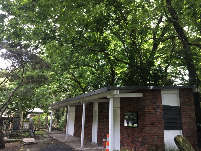 Dutch elm disease found on iconic Auckland trees (2)