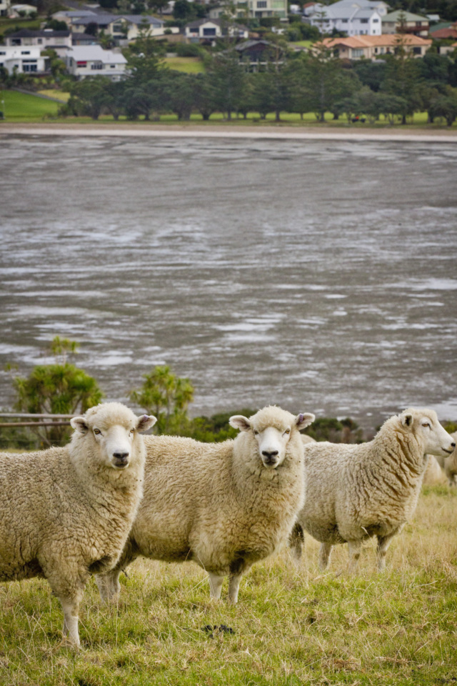 Explainer Auckland Council’s livestock management and farming
