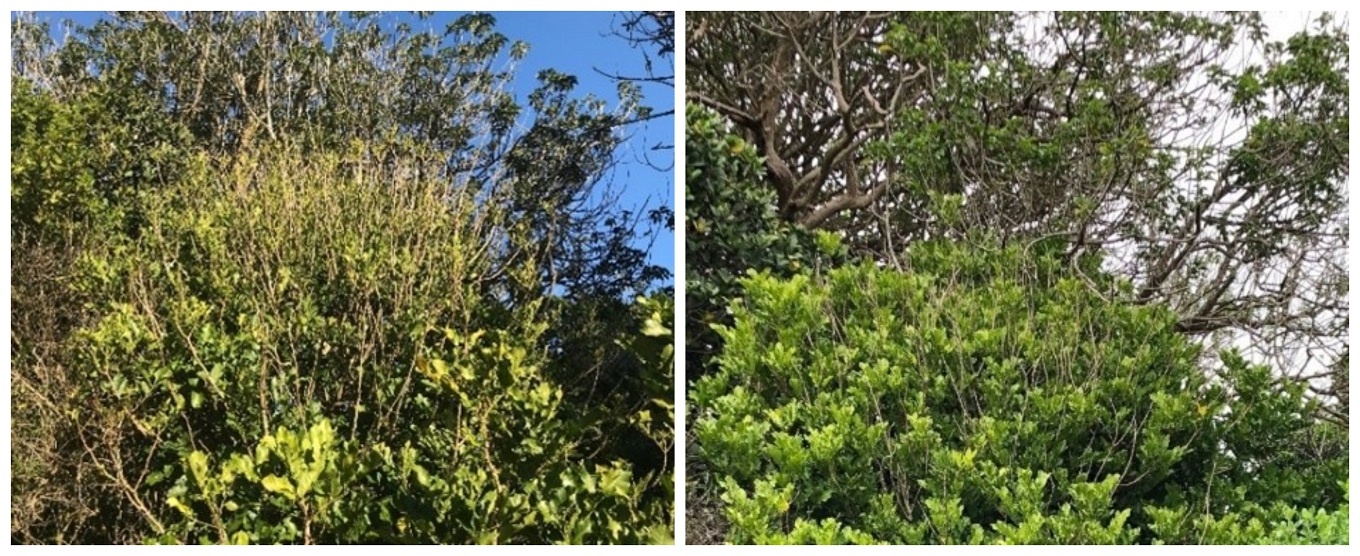 Before (left) and after (right) possum control on kohekohe foliage.