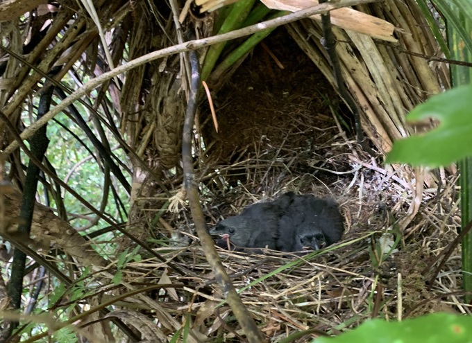 New Years Crop Of Chicks X2