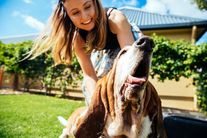 Auckland Council welcomes furry friends