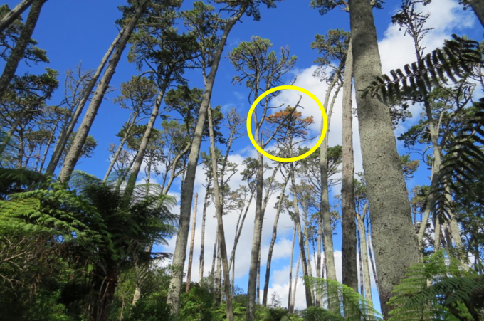 Urgent removal of pines in Western Springs Lakeside Park