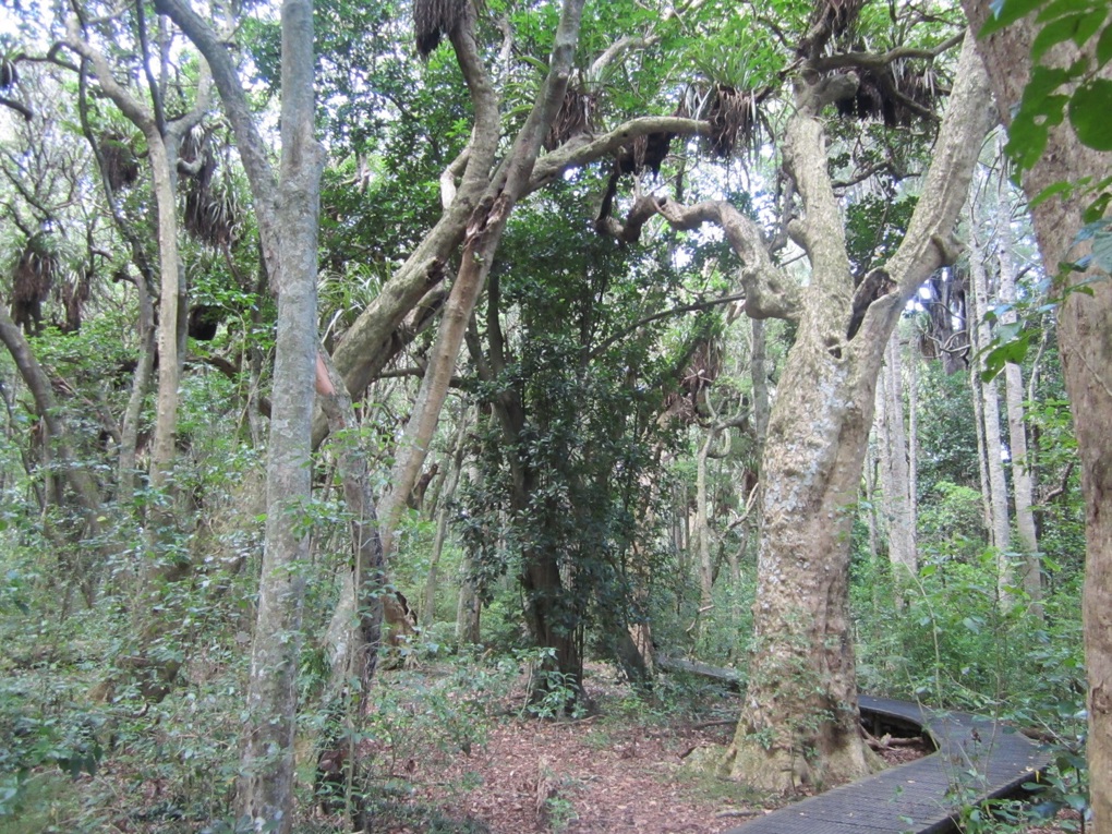 Ancient Forests 1