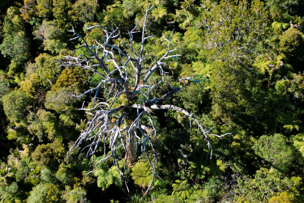Kauri dieback 3