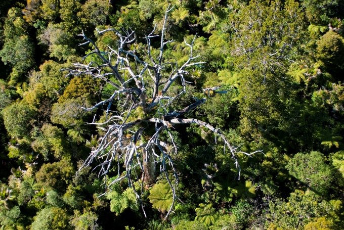 Kauri dieback 3