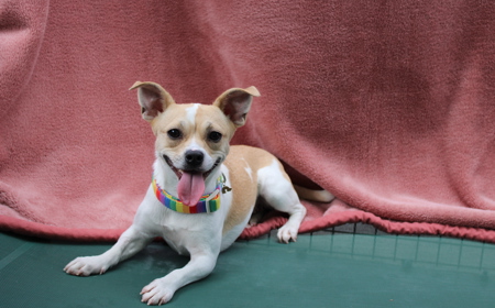 Takapō (ON HOLD) tile image