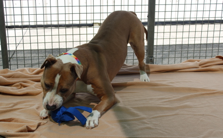 Ruakākā tile image