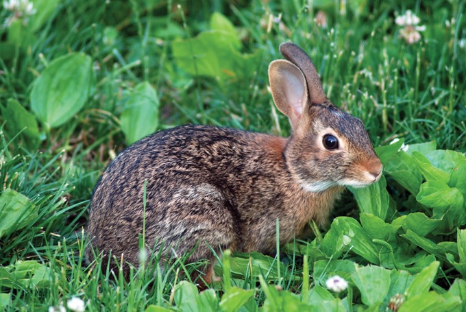 Regional Pest Management Plan comes into effect